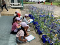 ピーマンの花、小さくてかわいいな。