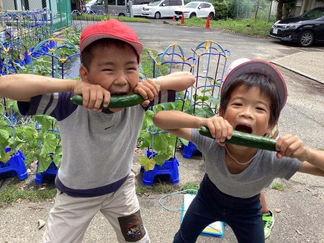きゅうりが採れた！
